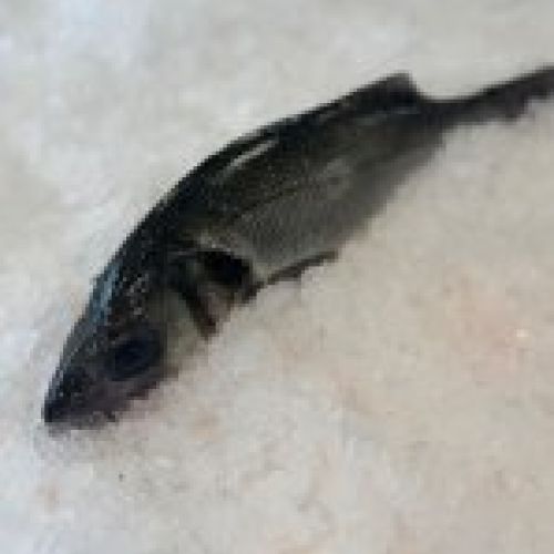 Lubina salvaje