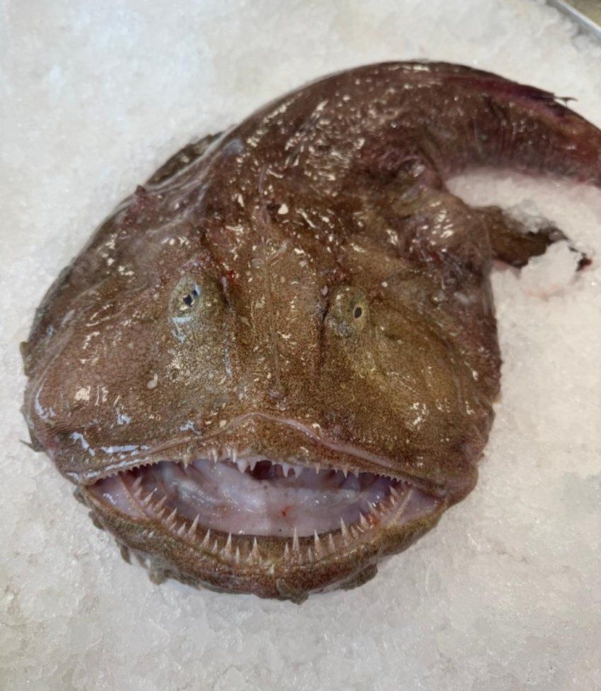 Comprar Rape a domicilio por internet Mar Gourmet