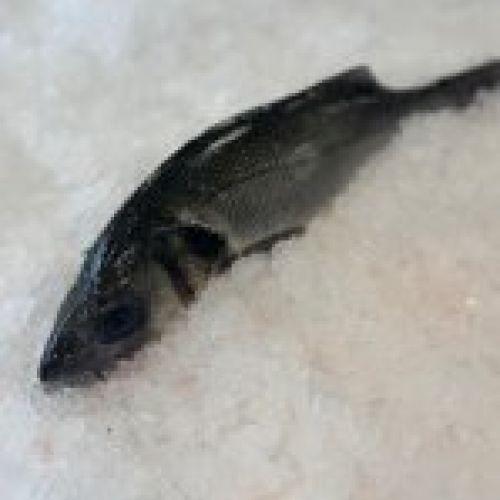 Lubina salvaje