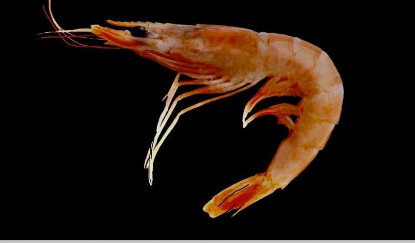 Comprar Santiaguiños gallegos a domicilio por internet Mar Gourmet