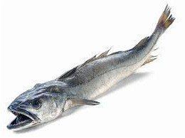 Comprar Merluza gallega a domicilio por internet Mar Gourmet