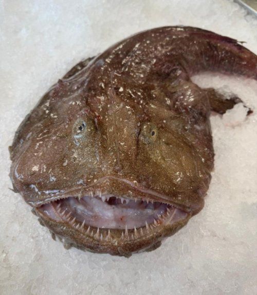 Comprar Rape a domicilio por internet Mar Gourmet