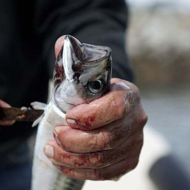 comprar al pescador pescado y marisco comprar al pescador pescado y marisco