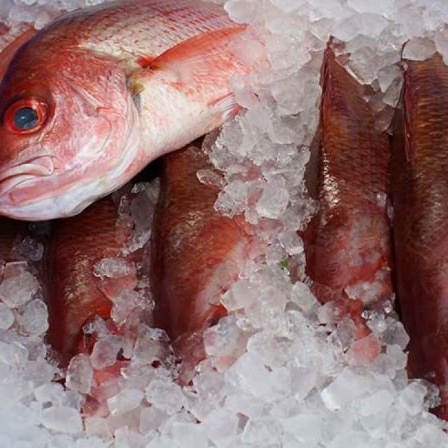propiedades pescado nutritivas