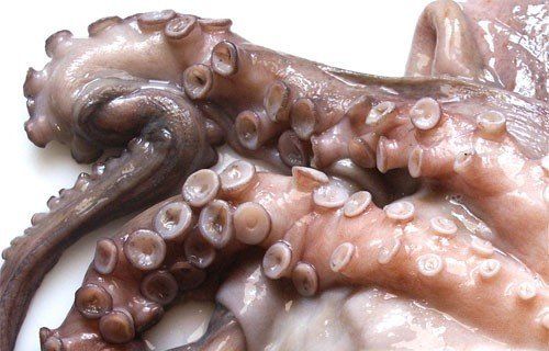 Comprar Pulpo gallego a domicilio por internet Mar Gourmet