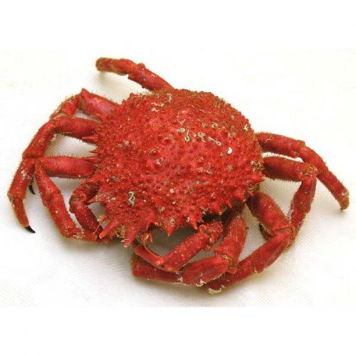 Marisco a domicilio Mar Gourmet